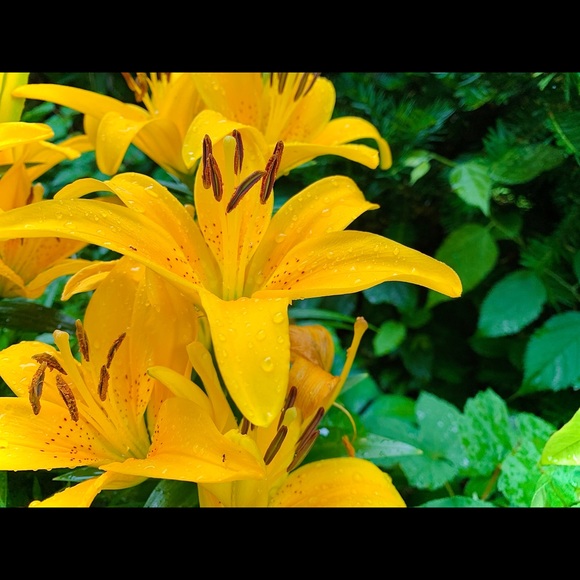 Meet your Poshers | NOT FOR SALE | - Picture 3 of 7